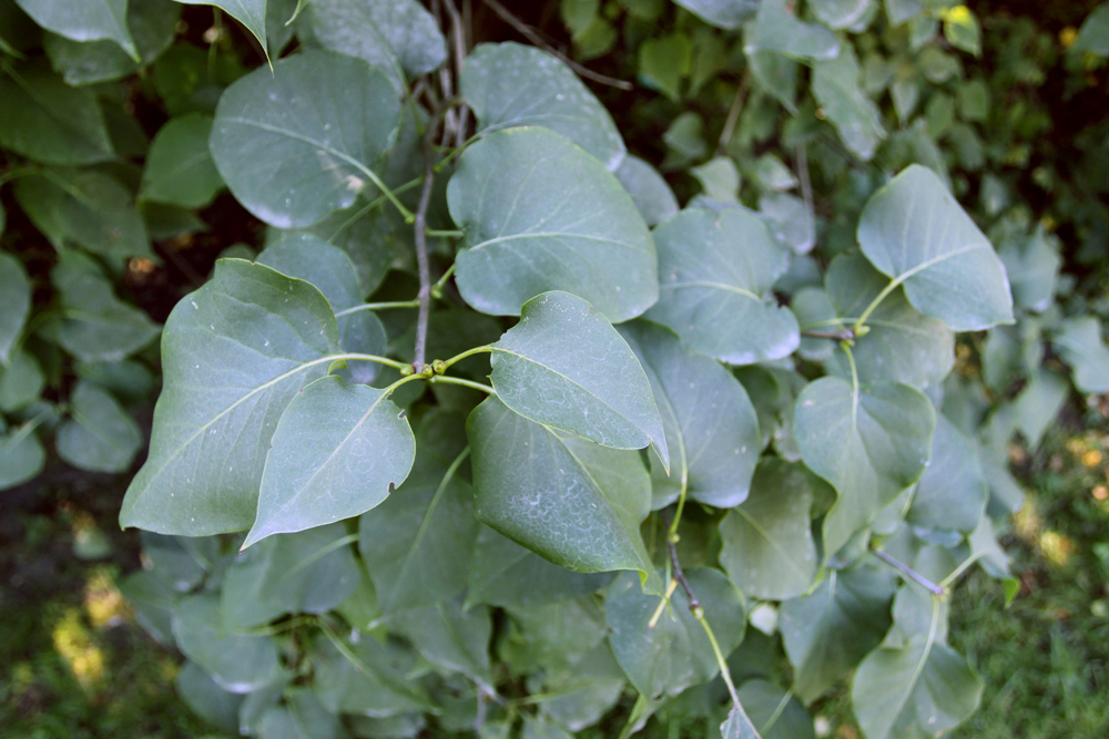 Image of Syringa vulgaris specimen.