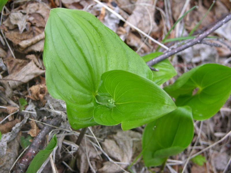 Image of Maianthemum dilatatum specimen.