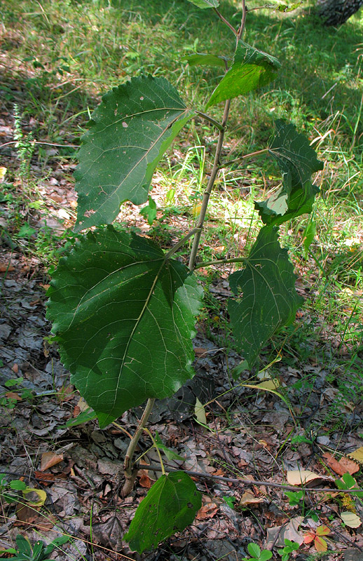 Image of Populus tremula specimen.