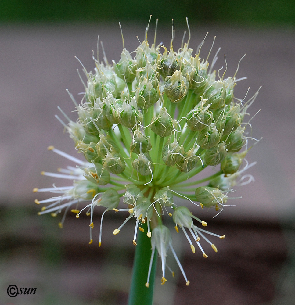 Image of Allium fistulosum specimen.