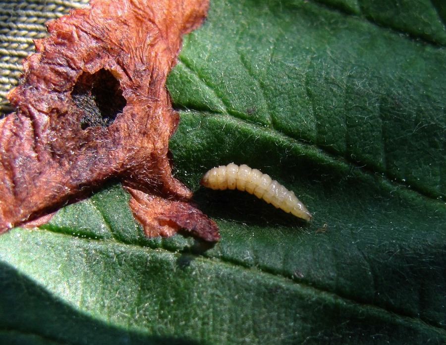 Image of Alnus incana specimen.