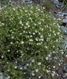 Stellaria dichotoma