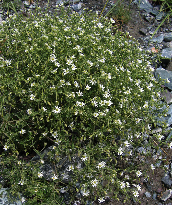 Image of Stellaria dichotoma specimen.