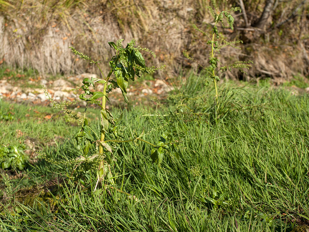 Image of Veronica anagallis-aquatica specimen.