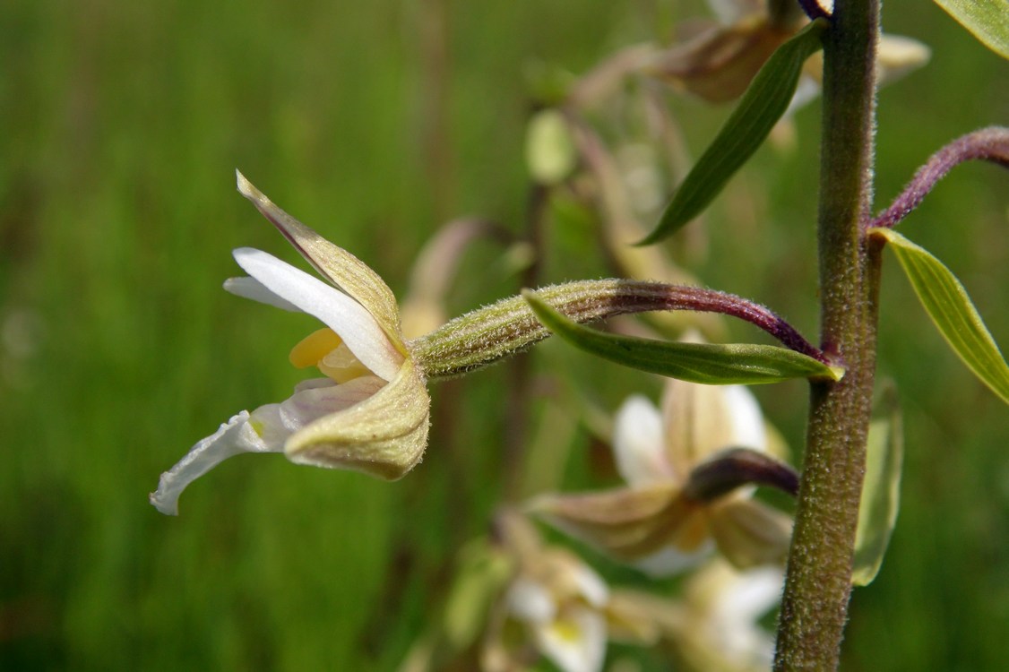 Изображение особи Epipactis palustris.