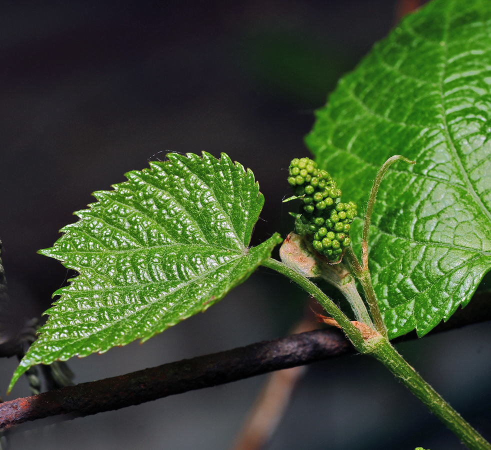 Изображение особи род Vitis.