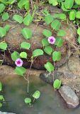 Ipomoea pes-caprae. Верхушки побегов с цветками. Таиланд, остров Пханган, берег ручья возле песчаного пляжа. 22.06.2013.