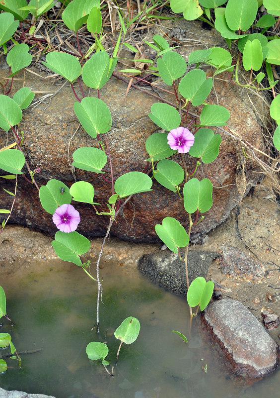 Изображение особи Ipomoea pes-caprae.