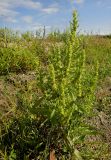 Rumex maritimus. Плодоносящее растение. Иркутская обл., Иркутский р-н, дер. Позднякова, берег р. Куда. 11.08.2014.