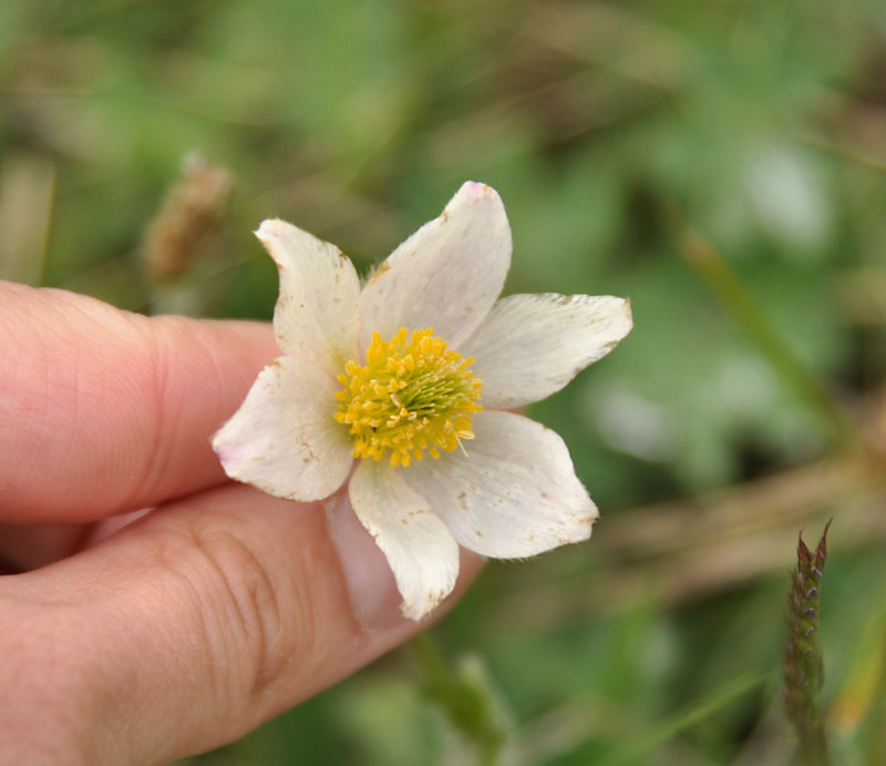 Image of Pulsatilla violacea specimen.