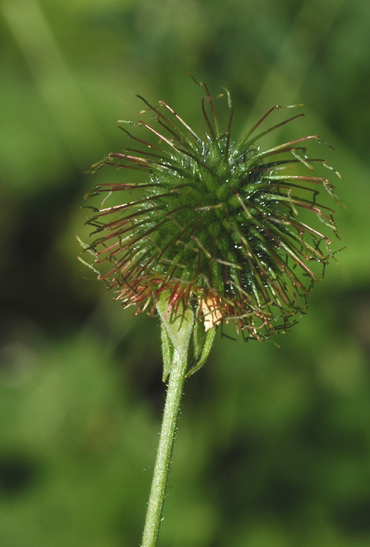 Image of Geum urbanum specimen.