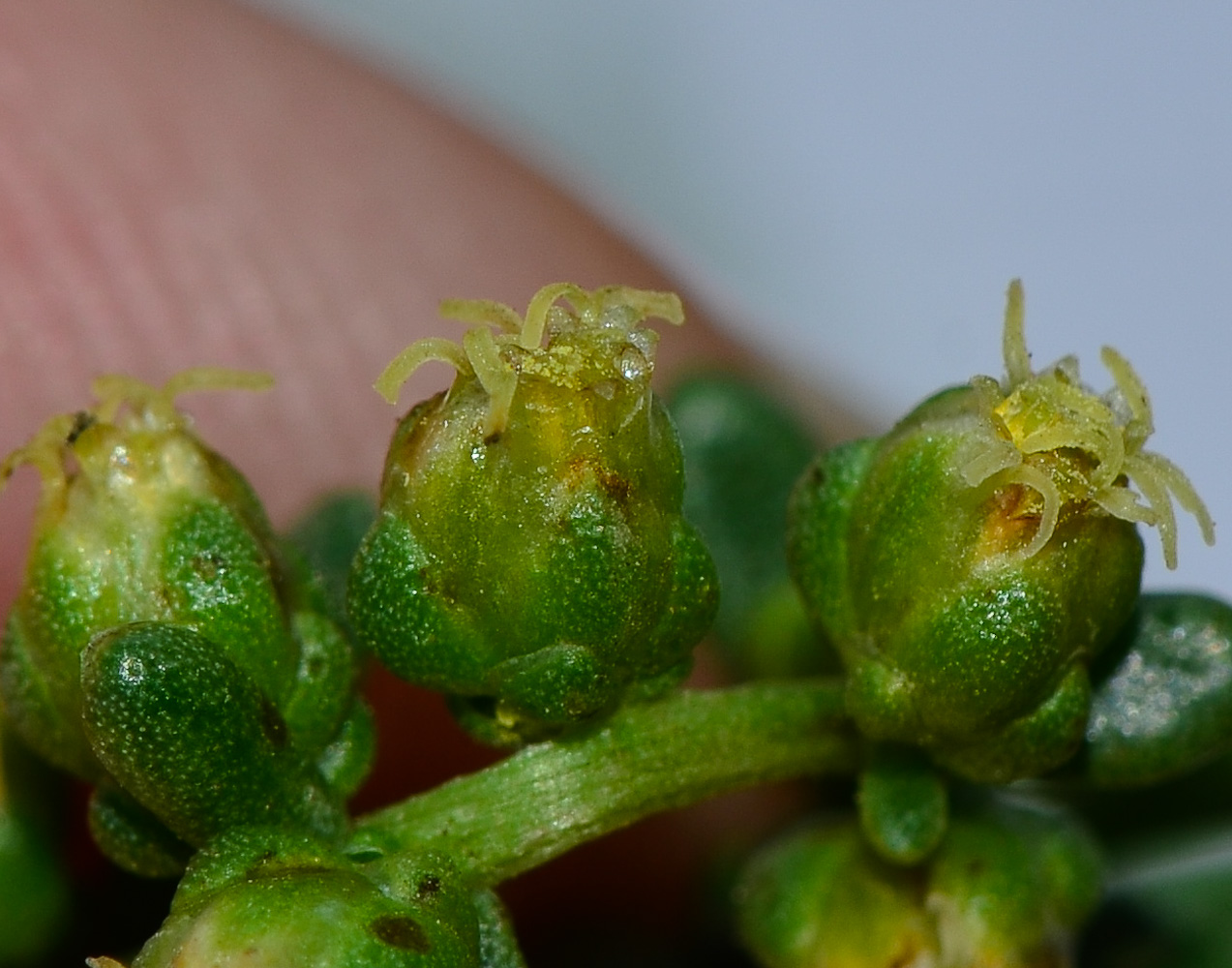 Image of Artemisia monosperma specimen.