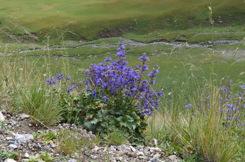 Изображение особи род Delphinium.