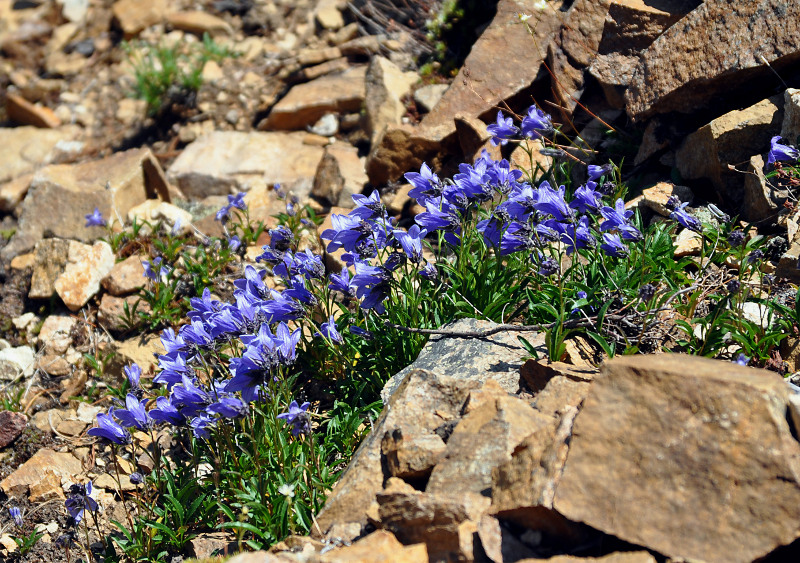 Image of Campanula dasyantha specimen.