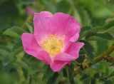 Rosa acicularis