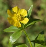 Ranunculus krylovii