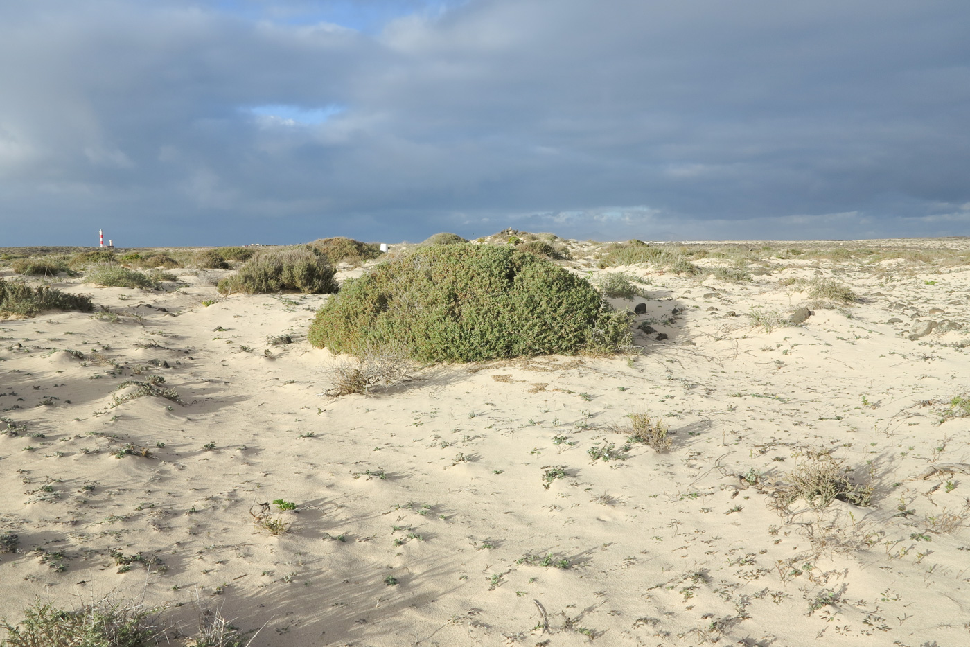 Image of Salsola divaricata specimen.