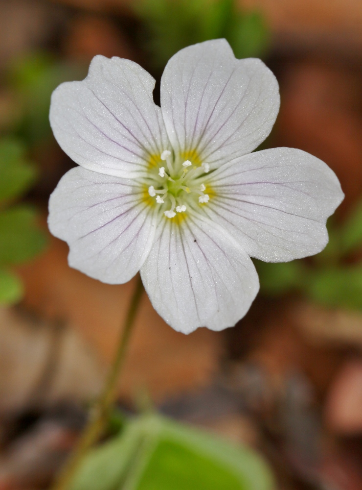 Изображение особи Oxalis acetosella.