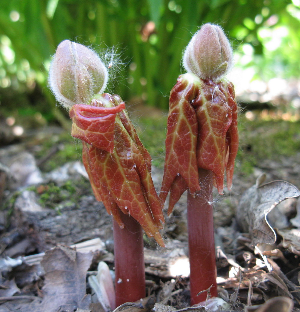 Image of Sinopodophyllum hexandrum specimen.