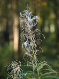 Chamaenerion angustifolium. Верхушка плодоносящего растения. Санкт-Петербург, Пискарёвский парк. 16.09.2009.