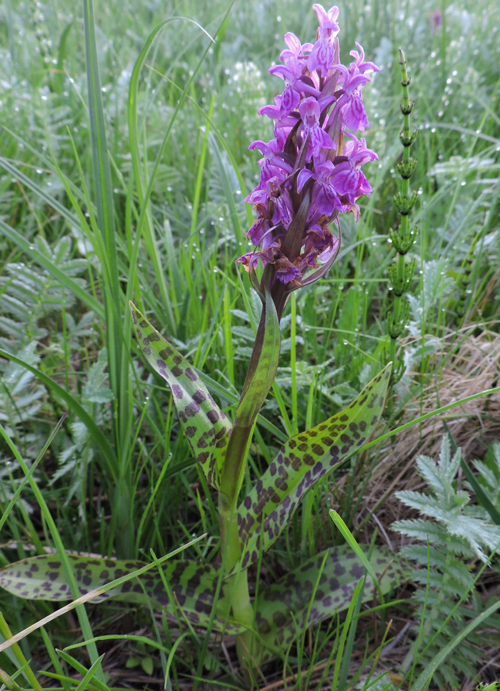 Image of Dactylorhiza majalis specimen.