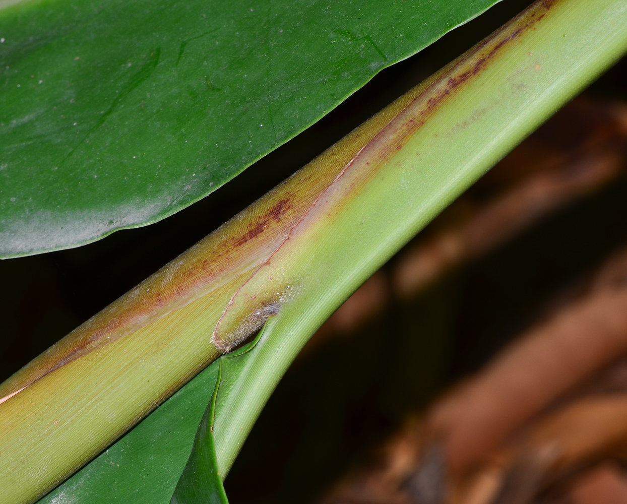 Image of Alpinia zerumbet specimen.