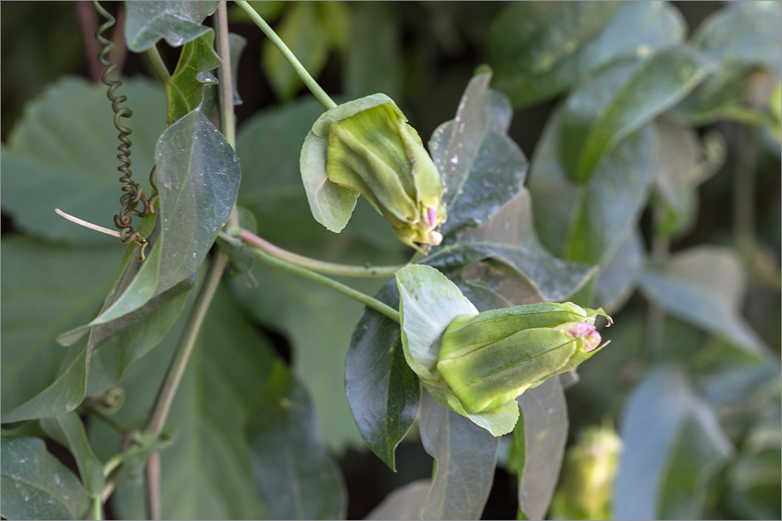 Image of Passiflora caerulea specimen.