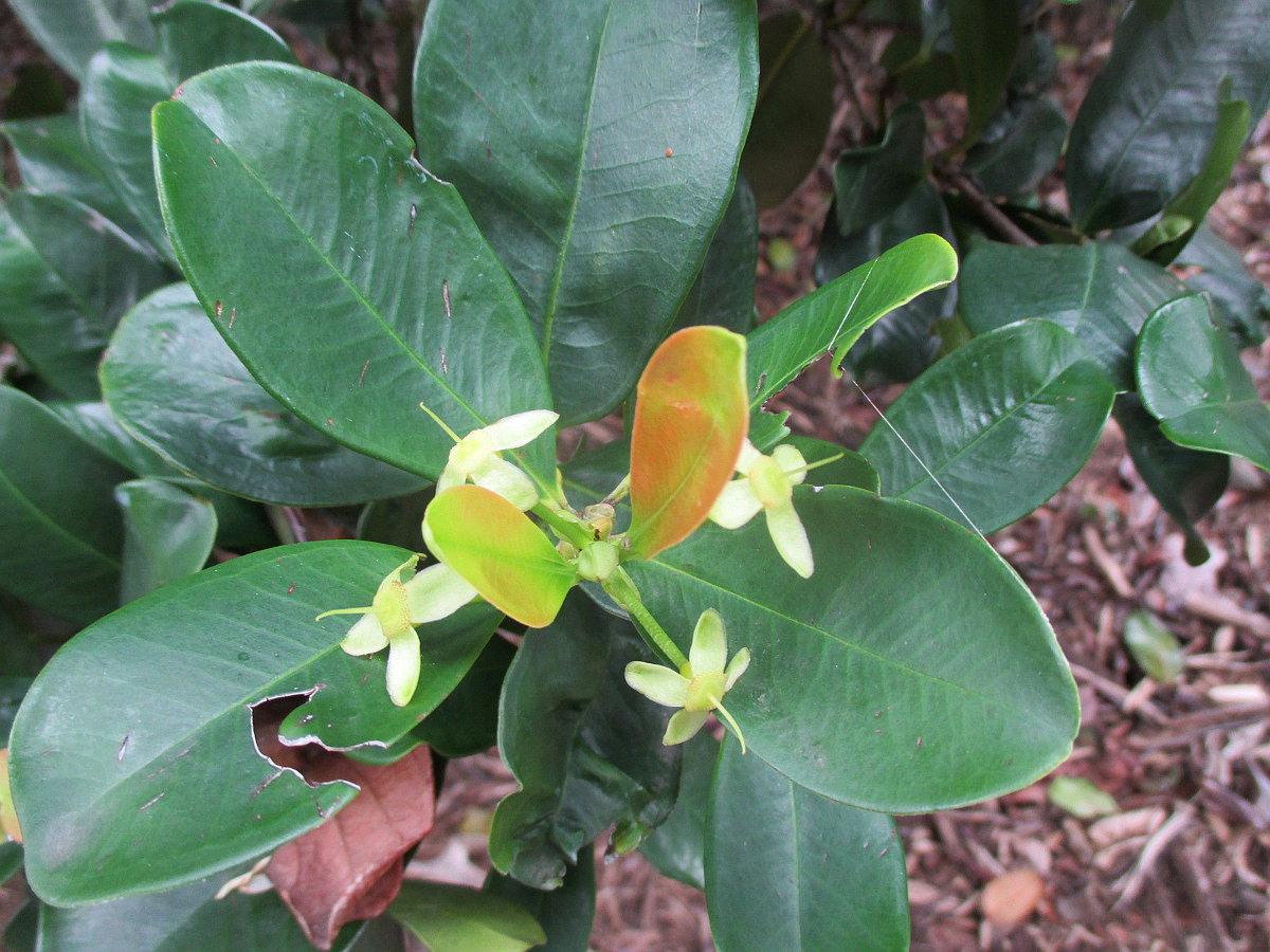 Image of Eugenia brasiliensis specimen.