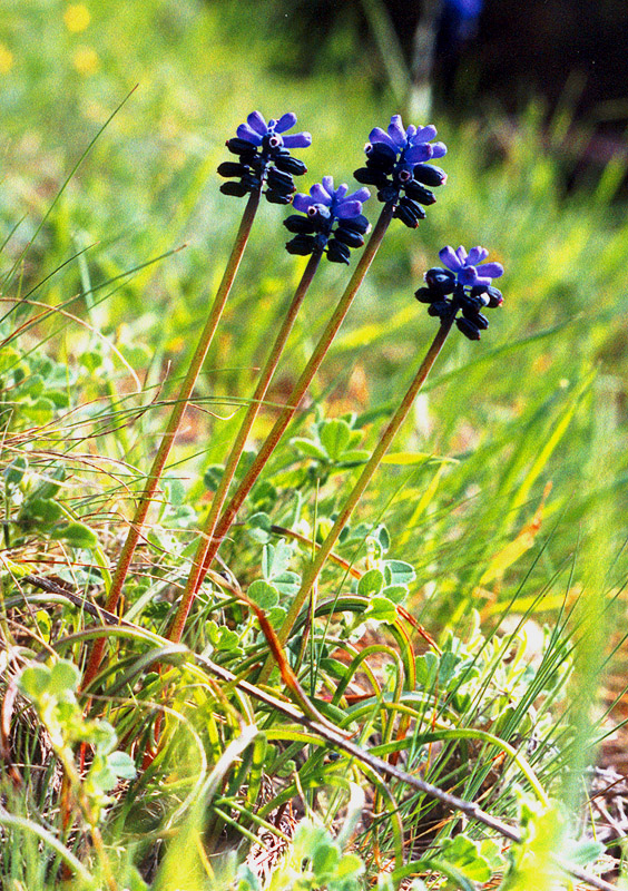 Image of Muscari neglectum specimen.