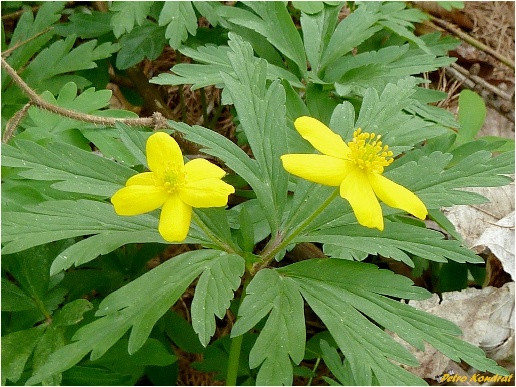 Image of Anemone ranunculoides specimen.