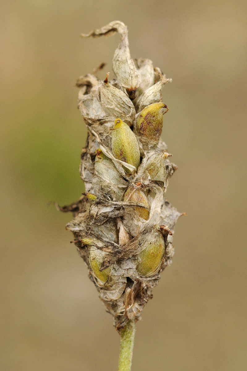 Image of Astragalus schrenkianus specimen.