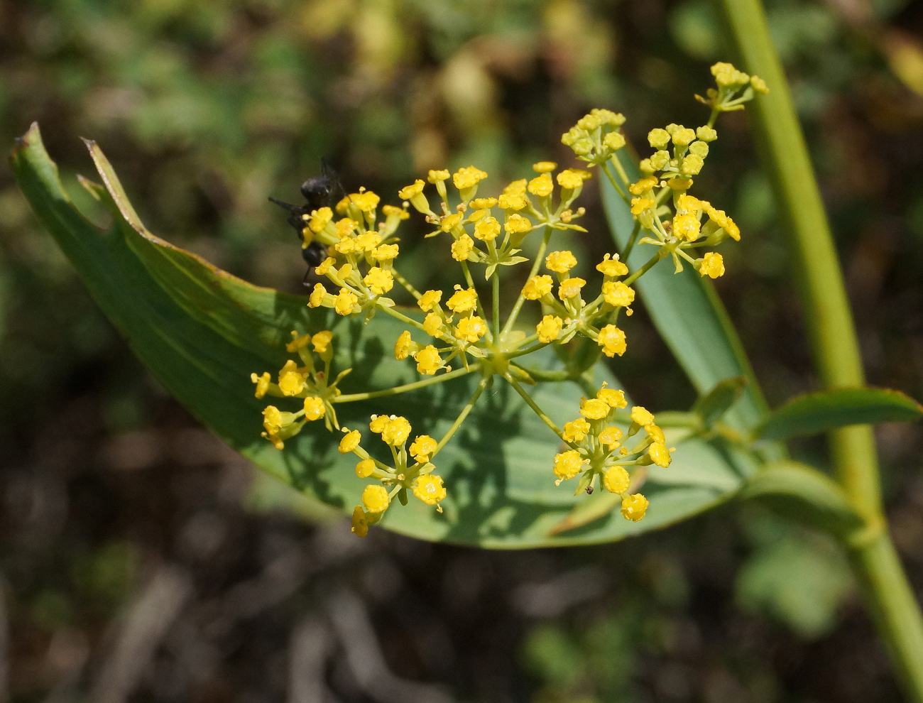 Изображение особи Bupleurum krylovianum.