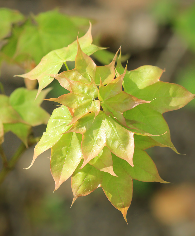 Image of Acer cappadocicum specimen.