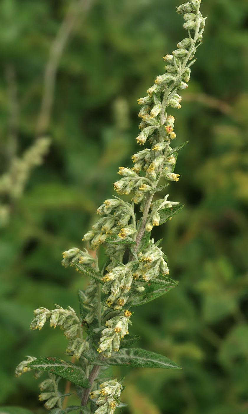 Image of Artemisia koidzumii specimen.