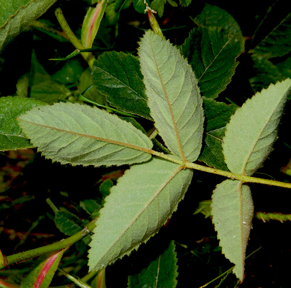 Image of Rosa gallica specimen.