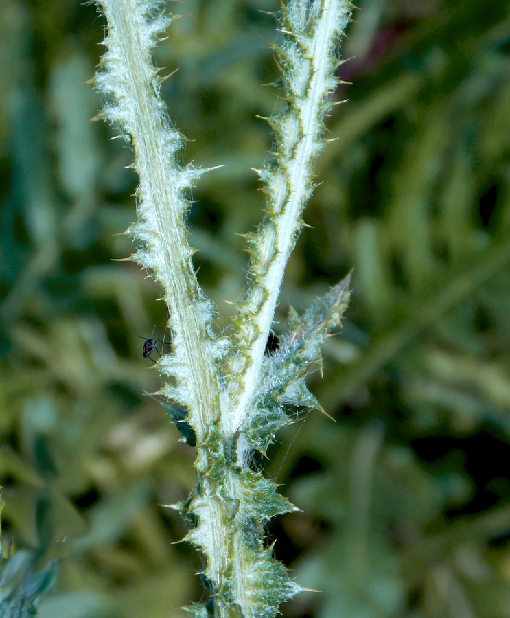 Image of Carduus cinereus specimen.