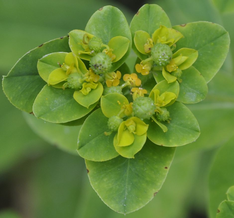 Изображение особи Euphorbia platyphyllos.