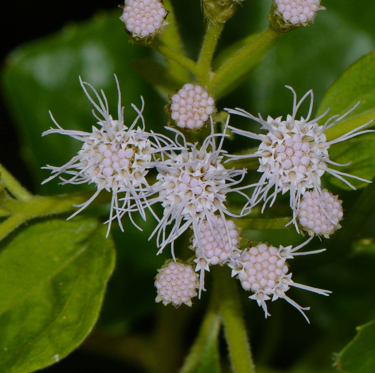 Image of Chromolaena odorata specimen.