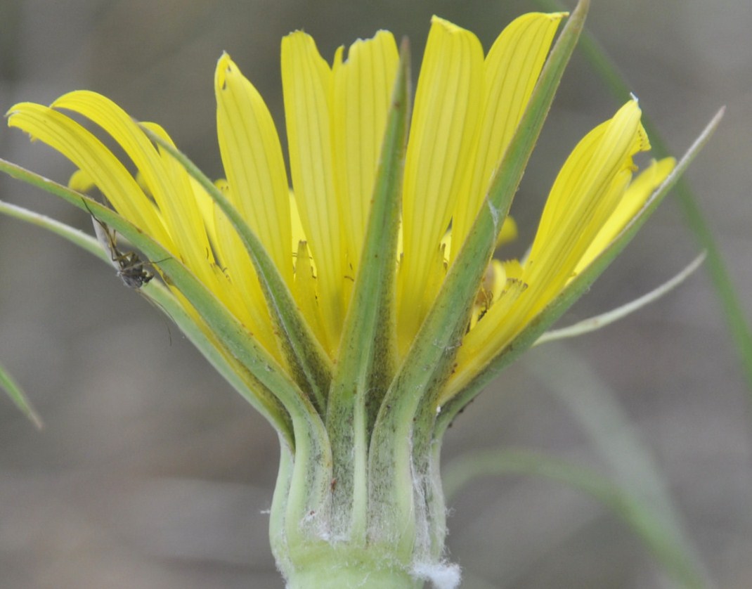 Изображение особи Tragopogon tommasinii.