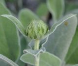 Phlomis fruticosa