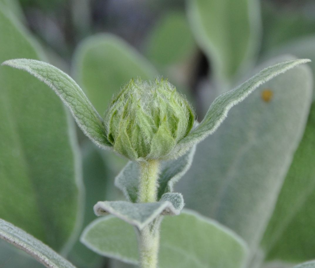 Image of Phlomis fruticosa specimen.