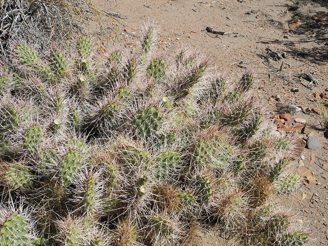 Изображение особи Opuntia sulphurea.