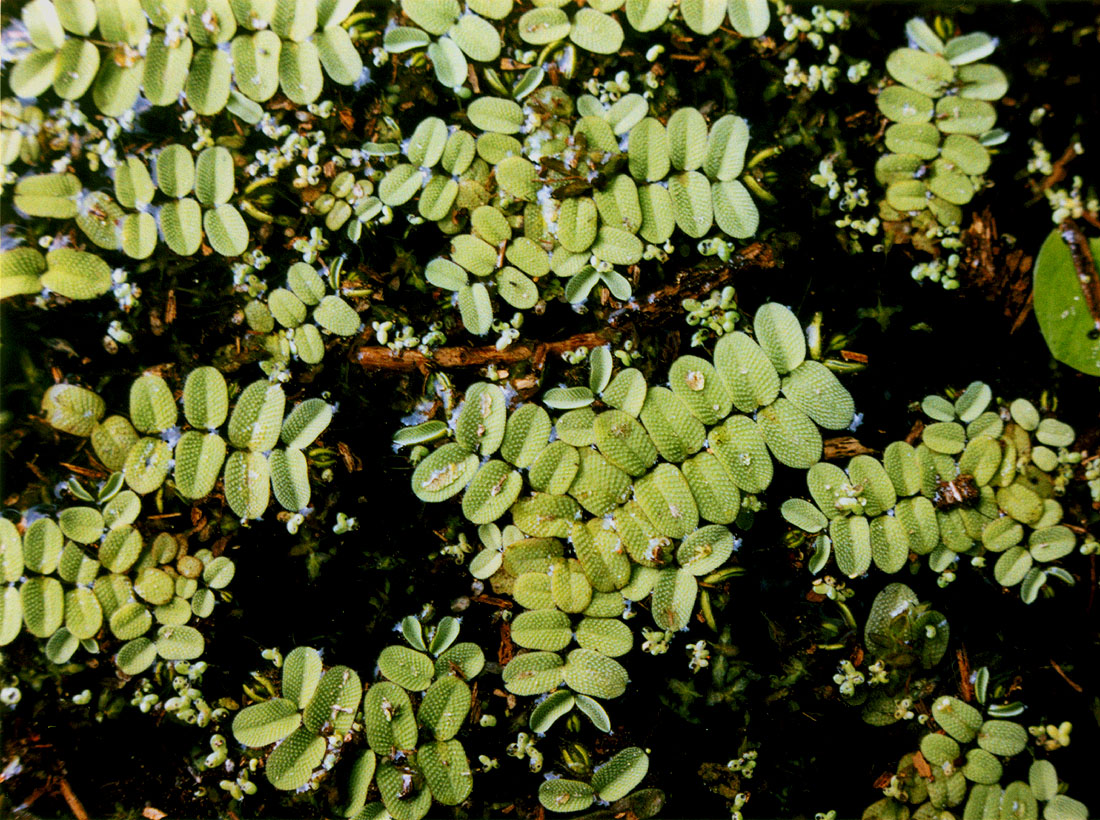 Image of Salvinia natans specimen.