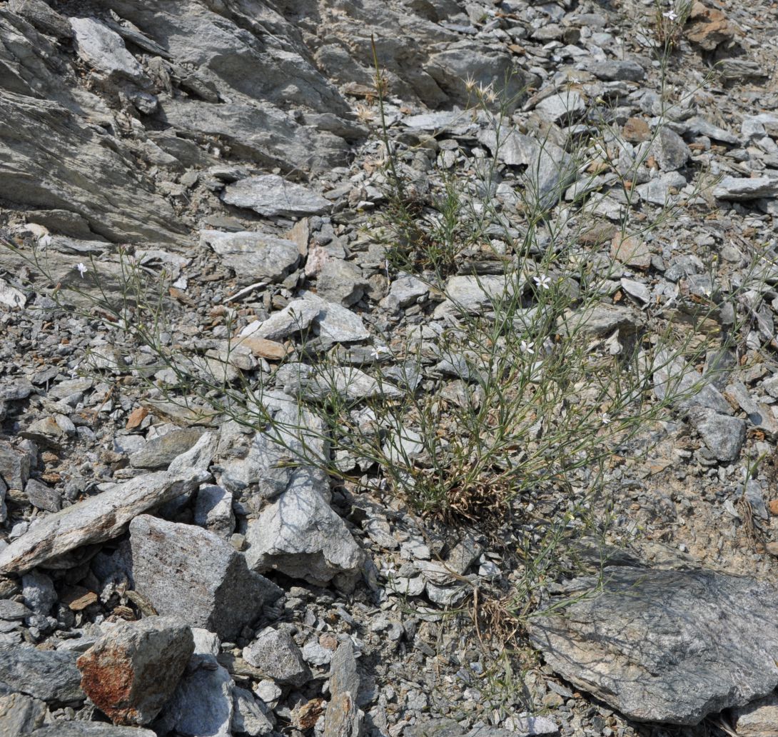 Изображение особи Petrorhagia illyrica ssp. haynaldiana.