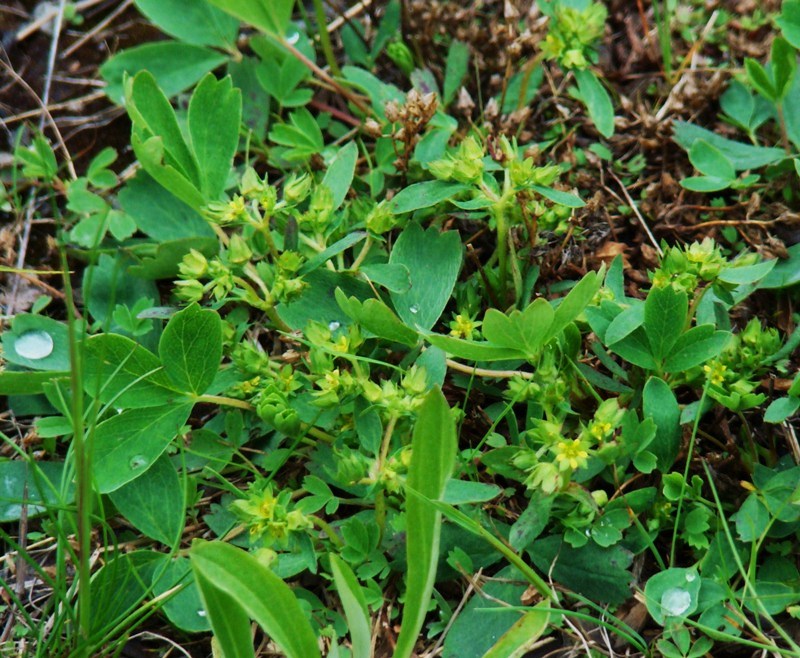 Изображение особи Sibbaldia procumbens.