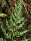 Asplenium onopteris. Часть вайи с сорусами (вид снизу). Краснодарский край, м/о город-курорт Сочи, окр. с. Хлебороб, лиственный лес. 12 июня 2017 г.