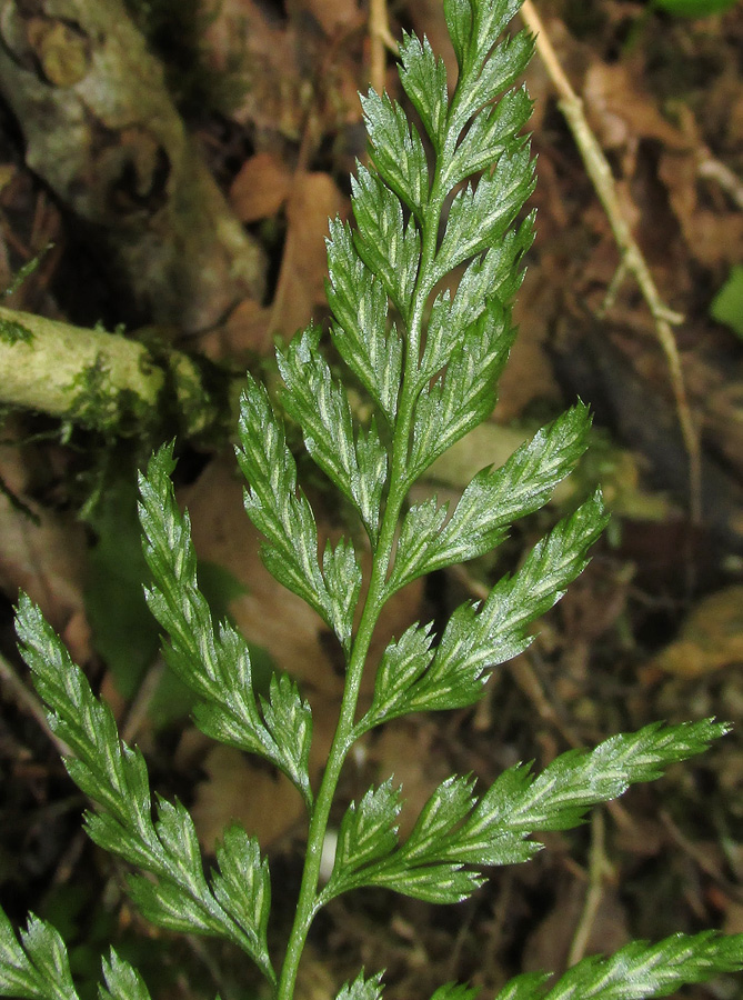 Image of Asplenium onopteris specimen.