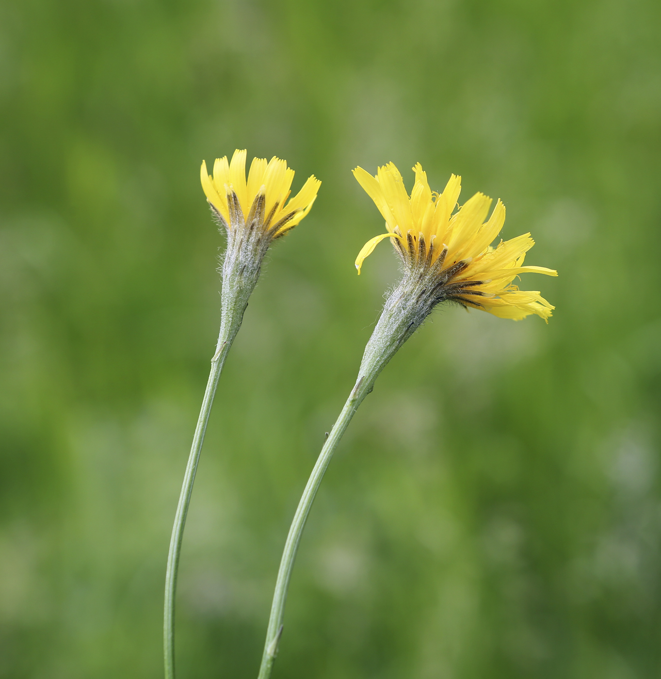 Image of Scorzoneroides autumnalis specimen.