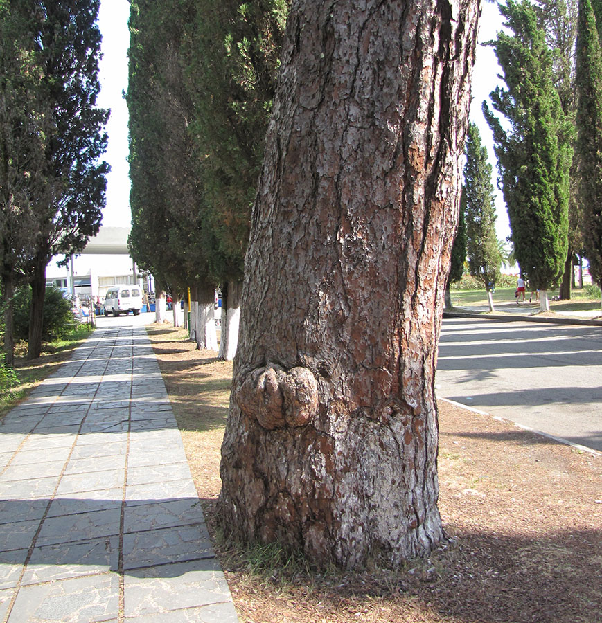 Image of Pinus pityusa specimen.