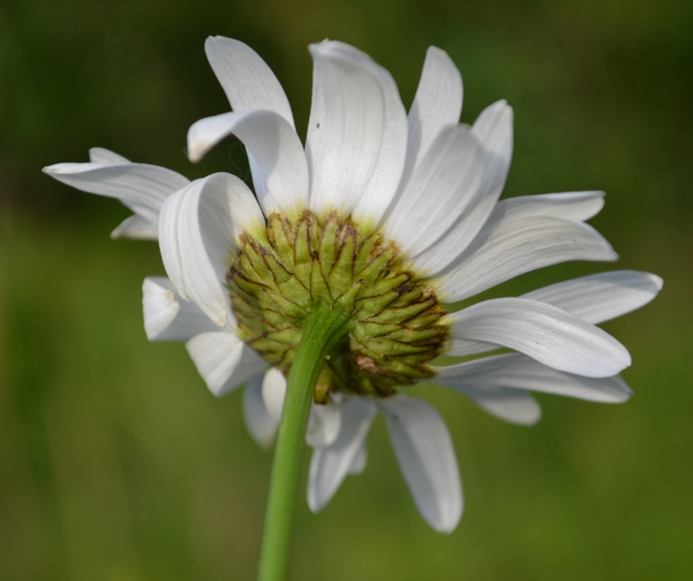 Image of Leucanthemum ircutianum specimen.